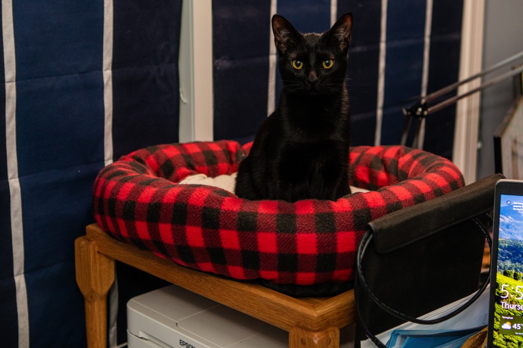 Oak  Table for… a Cat&nbsp;Bed